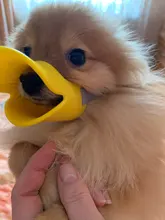 Bozal de silicona para perros, máscara bozal antimordida para perros pequeños y grandes, boquillas para la boca, accesorios de mascota perro