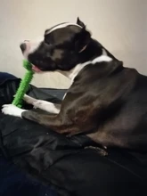 Pet-Toys Dogs Interactive Bone Tooth-Cleaning Large Safe Benepaw Big for Medium Durable