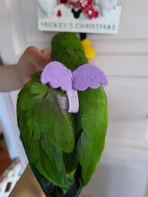 Traction-Rope Harness-Leash Birds Parrot Outdoor Anti-Bite Training for Peony Adjustable