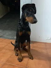 Collar de perro personalizado con grabado de nombre libre, hebilla de Metal fuerte, táctico, perro militar, con mango de Control, liberación rápida