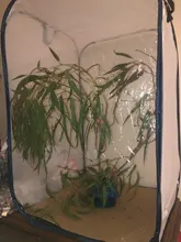 Jaula para insectos para cría, caja de red para insectos, palo de Mantis de oración, caja de seguridad para cría de mariposas, suministros para aves