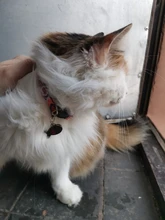 Collar de gato personalizado con estampado, Collar de gatito personalizado de liberación rápida con campana grabada, accesorios para gatos domésticos