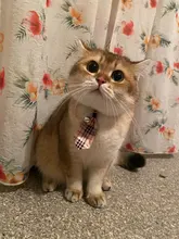 [MPK Store] Cat Toy Cat Costume Clip Tie for Cats and Dogs, Cat Collar