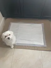 Dog-Mats Playpen Puppy-Pad Crate-Floor Non-Slip Travel Washable Waterproof for 23-Julyo8