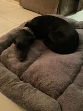 Cama de algodón para perros y gatos de diferentes tamaños, nido de lana suave, impermeable para mascotas domésticas, de 8 colores cálidos y acogedores, de tamaños (S-3XL), de otoño e invierno