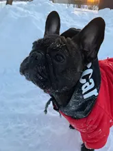 Jacket French Bulldog Dog Winter SUPREPET Coat Pet-Dog Dogs Large Cotton for Warm Perro