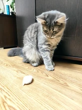 Pet-Toys Tail-Mice False-Mouse Sound Cat Real-Rabbit-Fur 5pcs Soft with for Dogs Long-Haired