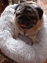 FortyLions-Cama larga de felpa para perros y gatos, cojín largo de felpa super suave y esponjoso para mascotas, cómoda para casa