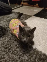 Ropa con estampado de patos para perros pequeños, Camiseta de algodón para cachorros y gatos, chaleco, camisas con perro Chihuahua