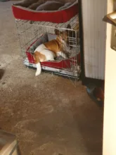 Cushion Beds Sofa-Bed Kennel Pet-House Puppy Sleeping-Bag Dogs Small Kota Cat Winter