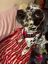 Vest Harness Pet-Dog No-Pull SUPREPET Nylon Adjustable for Large Medium