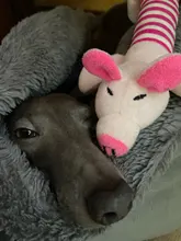 Cat-Toy Pets-Accessories Animals-Supplies Puppy Dog Cleaning Elephan Squeaky Teeth Pig