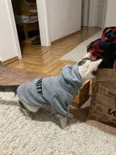 Ropa Para gato mascotas abrigos para gato chaqueta sudaderas con capucha para gatos traje cálido para mascotas conejo animales traje para mascotas para perros
