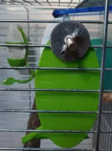 Parrot-Feeder Cage-Accessories Pet-Bird-Supplies Plastic Vegetable-Holder Food-Container