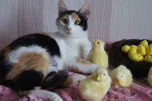 Polluelo de peluche de imitación para niños, Animal de peluche realista de juguete, modelo de pollo cognitivo, pollo de sonido, regalo de Pascua, juguete blando para niños
