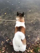 Slip-Collar Pet-Traction Dog-Leash P-Chain Pet-Walking-Leads Dog-Mountain-Climbing-Rope