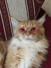 Productos para mascotas encantador redondo Vintage gato gafas de sol reflejo ojo gafas para perro pequeño gato accesorios fotos de mascotas accesorios