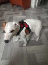 Adjustable Harness Pets-Accessories Dog-Vest Reflective-Dog Walk-Out Soft 