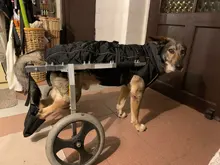 Jackets Dog-Coats Outdoor Winter Pet-Dog Dogs Large Medium for Warm Clothing Kurtka Ubranka