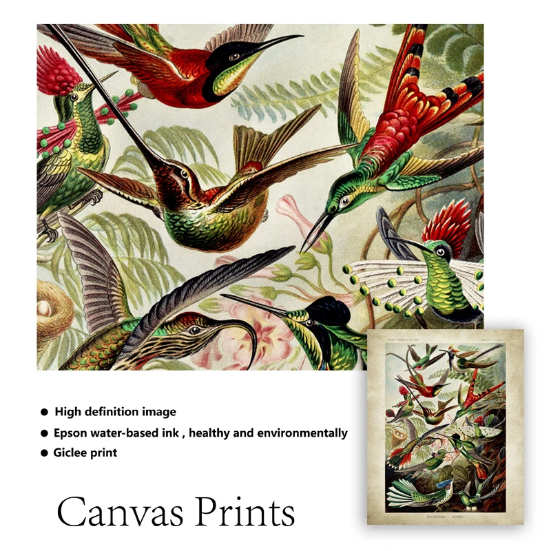 NATURE BIOLOGY BIRD HUMMING ERNST HAECKEL GERMANY VINTAGE ART PRINT B12X2835