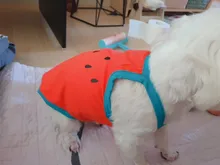 Ropa de perro de moda Estampado de sandía chaleco cachorro Chihuahua ropa de mascotas para pequeño mediano perros chaleco fruta suministros para mascotas perros