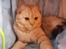 Etiqueta de identificación de Gato de acero inoxidable para mascotas, etiquetas de nombres de mascotas, Collar para gatos, accesorios con teléfono, sexo y etiquetas de nombres, grabado gratis