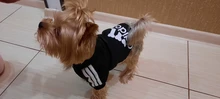Adidog-ropa para perros pequeños, chaqueta con capucha deportiva de invierno, suéter de algodón suave abrigado puro, Chihuahua de peluche, ropa para cachorros