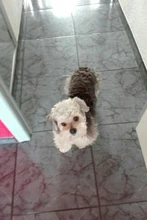 Gato bolsa frente mochila portador de chihuahua de perro de peluche mochila perros pequeños de mascotas productos para mascotas perros chien