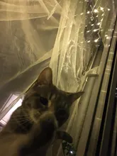 String-Lights Curtain Droop Icicle Outdoor-Decoration Christmas Garden Party 220V Drop-5m