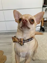 Dog Collar & Leash Set for Pet Dogs Cats Puppies Cute Bowtie Buckle Collar Adjustable