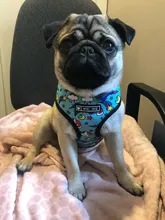 Pet-Harness Vest Lead-Leash Puppy-Frenchie Dogs Walking-Dog Pug Small for Bulldog Medium
