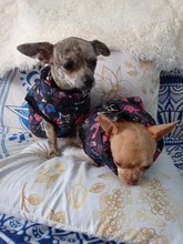 Ropa de invierno para mascotas, atuendo con chaleco cálido para perros pequeños, abrigo para perro, Chihuahua acolchado, a prueba de viento, 20