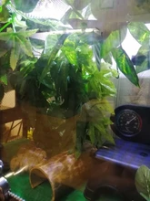 Simulation Green Hanging Leaves for Aquarium Fish Tank Reptile Feeder Box Decor