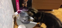 Cat-Water-Fountain Faucet Drinker Pet-Sensor TRANSPARENT-FILTER Dog-Water-Dispenser Downypaws