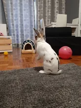 Pet-House Basket-Bags Nest Dog-Bed Foldable Travelling Kennels Cat Small with Print-Mat