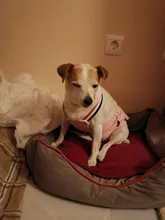 Panties Briefs Underwear Pet-Physiological-Pants Dog-Diaper Sanitary-Shorts Washable