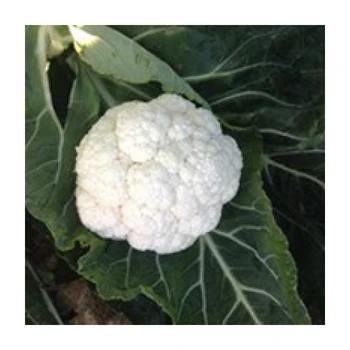 

SV5864AC F1 Karnabahar Tohumu 2.500 Adet