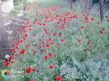 NOOA-Afeitadora eléctrica para hombres y mujeres, máquina de afeitar con cuchilla para cuerpo, cejas, bikini, depiladora femenina