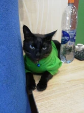 Cat Clothes Pet Cat Coats Jacket Hoodies For Cats Outfit Warm Pet Clothing Rabbit Animals