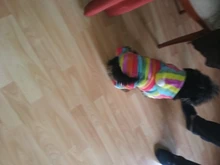 Mono para Perro suave y cálido, pijama de lana para mascotas, Ropa para perros, abrigo, chaqueta, Chihuahua, Yorkshire