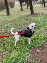 New Arrival Noble Pet Dogs Winter Vest Coat Fur Collar Russia Classic Dogs Clothing Soft