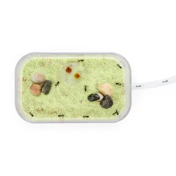 

Sand Ant Farm Basic (Anthill, Formicarium, Educational, Ants)