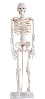 

Human skeleton large 85 cm. Xc-102 Neskuchny games