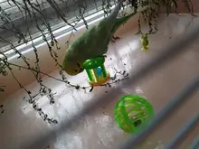 5pcs/Set Funny Cat Ball Toy Hollow Training Cat Interactive Toy Cat Bell Toy For Kitten