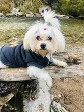 Pet-Dog-Clothes Jackets Coat Pets-Products Puppy-Cat-Clothing Pug-Outfits Small Dogs