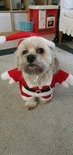 Christmas Pet Dog Cat Costumes Funny Santa Claus Costume For Dogs Cats Winter Warm Dog