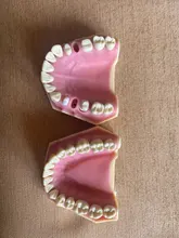 Modelo de enseñanza Dental de Modelo Dental, modelo estándar con mordedores de 32 tornillos, goma dura suave, 28 y 24 dientes