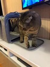 Dog-Carrier-Bag Travel-Bags Dog-Backpack Transport Soft-Side Airline-Approved Cats Small