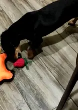 Pawstrip-Cuerda de juguetes para perro, resistente a las mordeduras, limpieza de dientes, juguete para masticar para perros, animales de dibujos animados, tienda de mascotas, 1 ud.