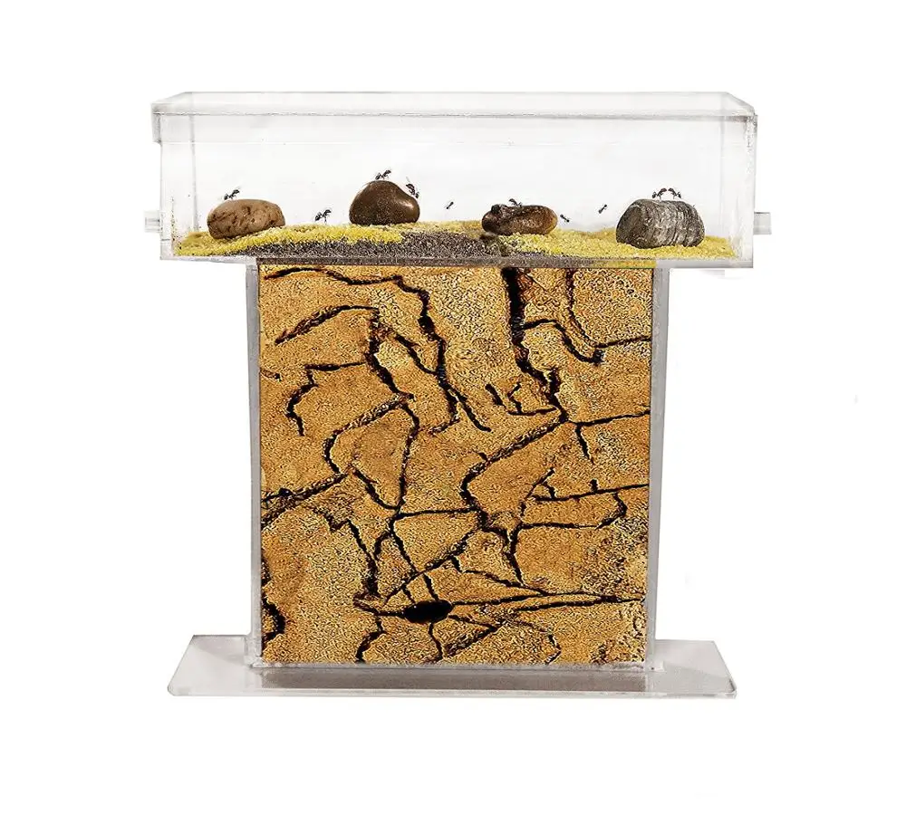 Hormiguero Natural de Arena - Kit T Acrílico 15x15x1,5 cm (Hormigas Gratis)